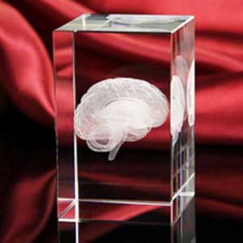 3D laser crystal Human Brain Anatomy model