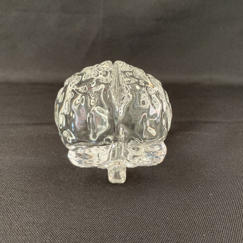 Anatomy Crystal Human Brain 3D Models
