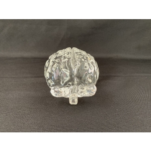 Anatomy Crystal Human Brain 3D Models
